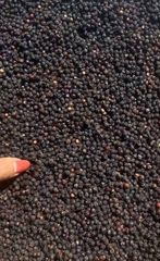 Black Pepper GL550 – product photo 1, product detail gallery