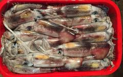 top selling fozen black squid from factory in bulk to export for wholesales - Image 4
