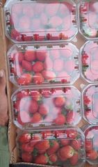 Fresh Strawbery Royal Sovereign – product photo 2, product detail gallery