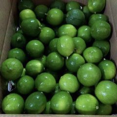 Fresh Lime Low Calorie Delicious Food Packing In Carton/ Fresh Seedless Lemon Export Quality FREE TAX /READY TO SHIP – product photo 4, product detail gallery