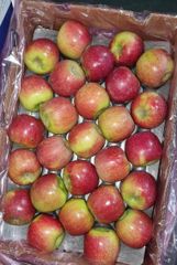FRESH CRIPPS PINK APPLES FOR SALE!! CLASS 1 EXPORT QUALITY CRIPPS PINK APPLES READY FOR EXPORT – product photo 5, product detail gallery