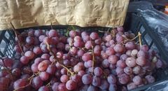 Fresh Red Globe Grapes Algeria 2026 - Image 2