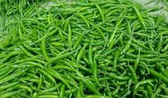Green chili – product photo 1, product detail gallery