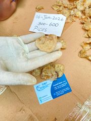 Cat Fish Maw ( Dry ) Style Open & Close Weight (kg) 20 kgs box Certification ISO 22000 Key Benefit Rich Collagen - Image 2