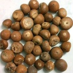 BETEL NUTS Grade AA Type NUTS Shape ROUND Drying Process SUN Packaging 50KG BAGS Shelf Life 24 MONTHS Max. Moisture (%) - Image 4