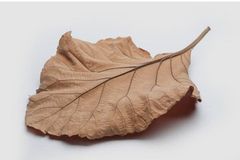dry teak leaves - Image 1