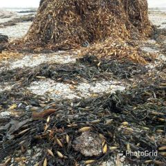 Macrocystis Dried seaweed Brown from peru - Image 1
