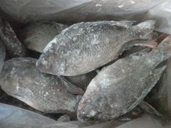 High grade frozen whole black tilapia origin Vietnam - Image 2
