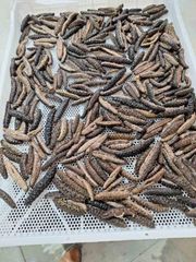 SEA CUCUMBER Quality HIGH Packaging CARTON 20KG Certification ISO 22000:2018 Monthly Dried Export 2 To 2.5 Tons Product Forms Boiled, Frozen, Dried - Image 1