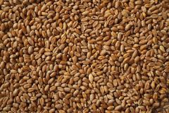 Wheat – product photo 2, product detail gallery