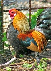 Rainbow Rooster and  kroiler Growth Rate Fast Meat Quality Premium Aesthetic Appeal High Farming Practice Sustainable Breed Resistance Disease Resistant - Image 3