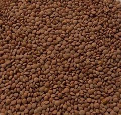 Red Lentils (Whole Nipper/Hallmark) - Image 1