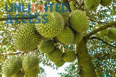 HIGH QUALITY FRESH DURIAN from VIETNAM Grade aaa Style Fresh Type DURIAN Weight (kg) 3 Address Viet Nam Shelf Life 7 - Image 3