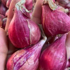 Organic Premium Quality Fresh Red Onion Best Price with Free Tax - Image 2