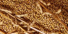 Wholesale Soya Beans - Image 1