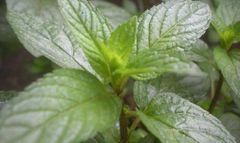 Peppermint – product photo 1, product detail gallery