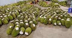 Jackfruits - Image 2