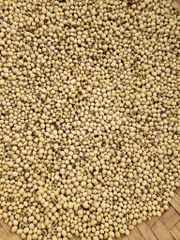 soya beans - Image 2