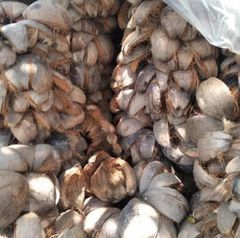 Coconut Shells [Husk] Wholesale Supply - Image 2