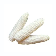Clean white corn bulk sale high quality grains wholesale distribution - Image 2