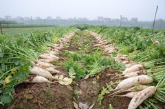 VEGETABLE MARKET PRICE FRESH WHITE RADISH Type Radish Style Fresh Color White Weight (kg) 1 Taste Delicious Model Number - Image 5