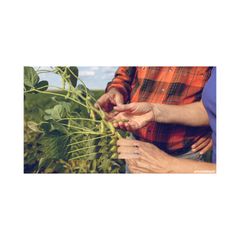 High Quality Non GMO Yellow Soybeans - Soybeans /Soya Bean (8.0mm) with High Quality Non Gmo High Quality Non GMO Yellow Soybean - Image 6