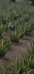 ALOEVERA GEL Texture Gel Purity High - Image 1