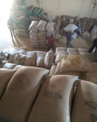High-Quality NON GMO WHITE CORN MAIZE - Image 4