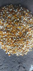 yellow corn - Image 3