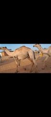 Goats,sheep and camel – product photo 3, product detail gallery