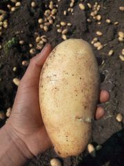 Potato - Image 2