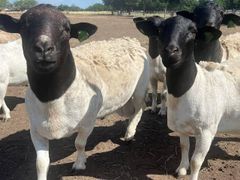 Live sheep , & Live Goats , & cattle ( steers and cows), calf ( young ) For Sale and Ready  For Export Worldwide - Image 2