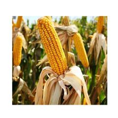 Premium Yellow Sweet Corn Fresh Corn on Cob Wholesale Supplier Export Quality - Image 2