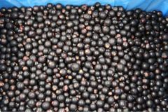 Frozen Black currant - Image 1