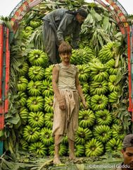 🍌 Premium Export-Quality Fresh Bananas | Naturally Ripe & Chemical-Free | Kenhar enterprises - Image 3