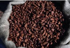 Certified Organic Cocoa Beans Roasted and Dried Cacao Beans Packed in Bag whatsap +255787979235 - Image 3