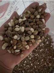 Castor Beans - Image 1