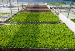 hydroponic lettuce Wholesale Type CIF Availability Year-round Growth Method Hydroponic Sustainability Soil-free Farming - Image 2