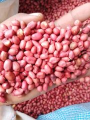 Ground nuts - Image 1