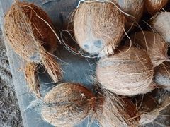 Semi de-husked brown coconut - Image 1