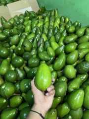 Premium Avocado - Grade A - Origin from Indonesia - High Quality - Carefully Selected and Sorted - Image 2