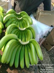 CAVENDISH BANANA – product photo 2, product detail gallery