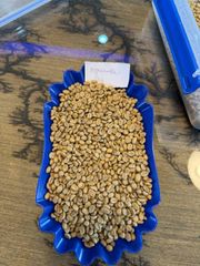 Ethiopia arabica green coffee beans - unwashed yirgachefe G/1 - Image 4