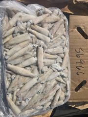 Loligo squid whole - Image 3