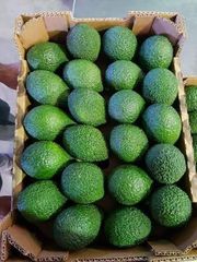 Avocados - Image 1