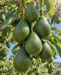 Avocados Hass - Image 1