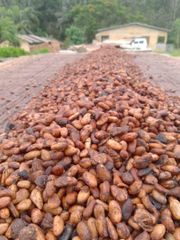 COCOA BEANS – product photo 2, product detail gallery