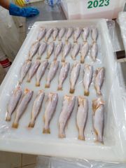 King Weakfish – Pan Ready – product photo 3, product detail gallery