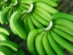 Fresh Cavendish Banana whassap +237671503419 – product photo 1, product detail gallery