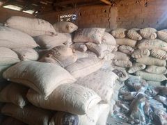 Raw Cashew Nuts - Image 3